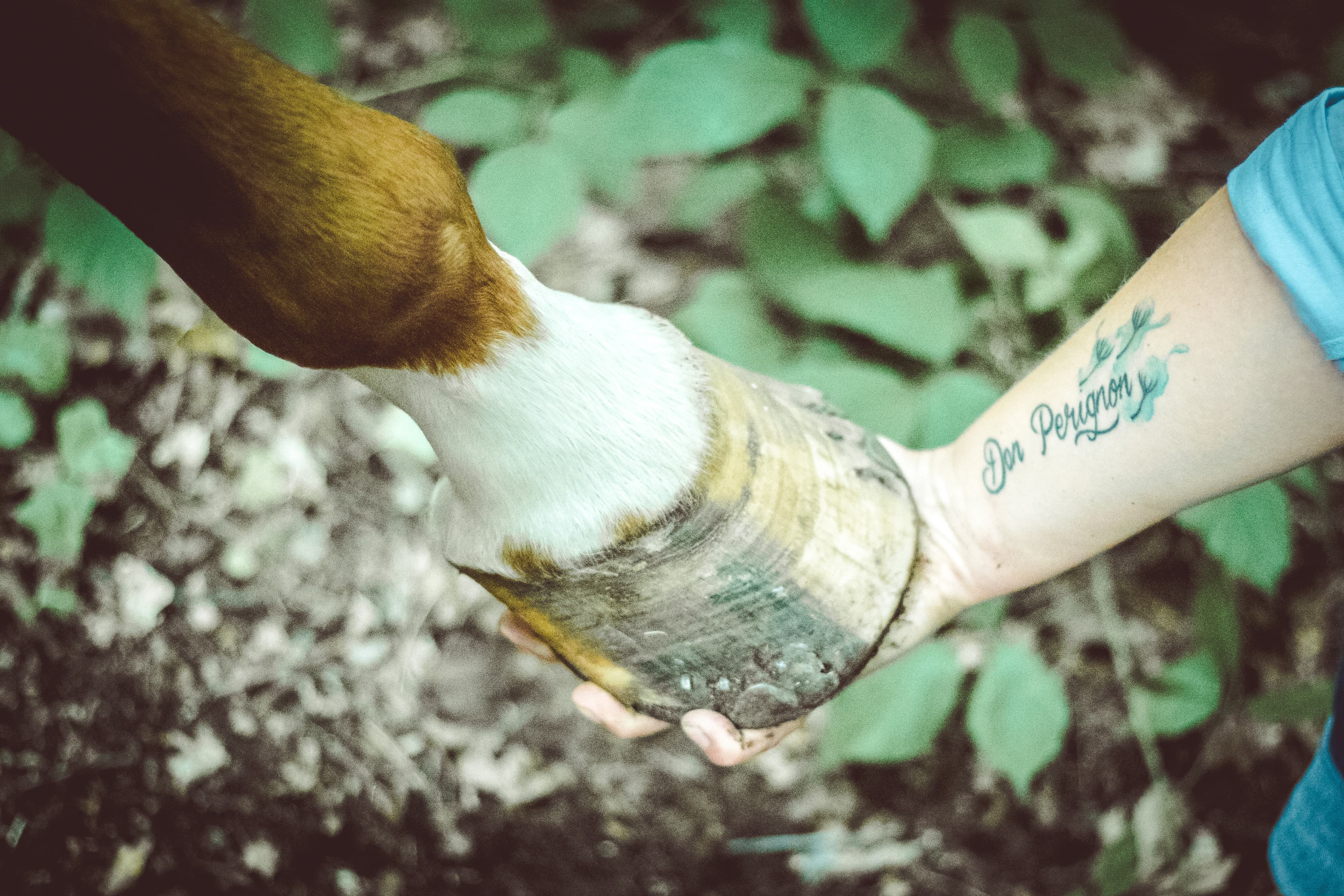 Hintergrundbild Reitschule Am Gerott